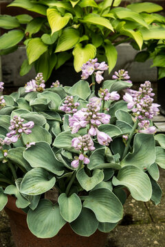 Hosta 'Blue Mouse Ears' 