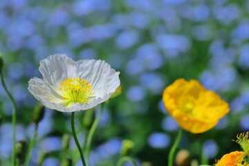 優しい春の花