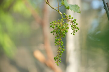 Young green grape branches on the vineyard in spring time.