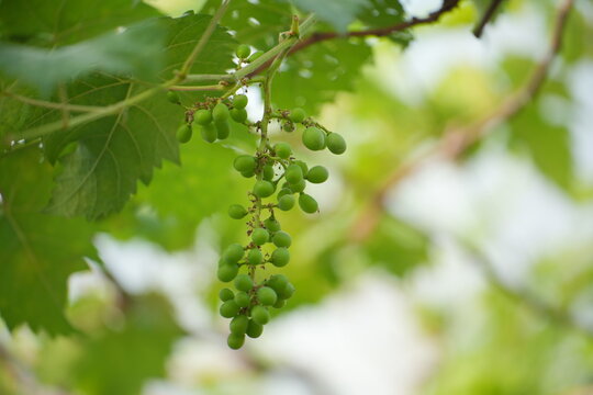 Young green grape branches on the vineyard in spring time.