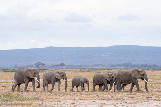 Big elephants walking in savanna