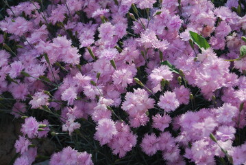 pink flowers
