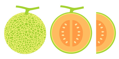 Cantaloupe melon, fruit vector illustration 10