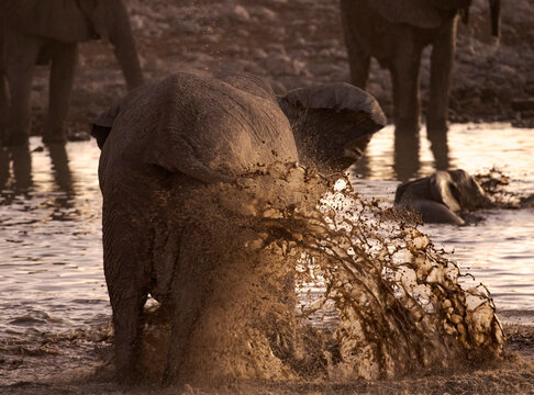 Elephants washing in dirty water