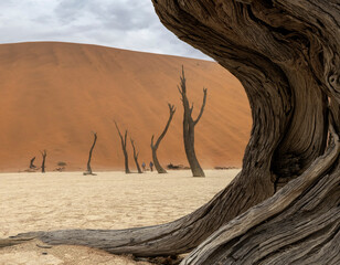 Leafless dead trees in desert land