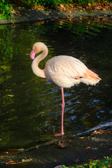 Pink flamingo stands water with one leg raised.