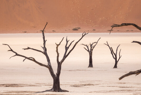 Leafless dead trees in desert land