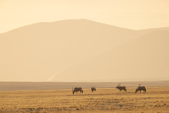 Herd of gemsbok grazing in savanna