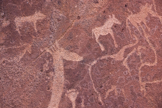Rock engravings of various animals in Namibia