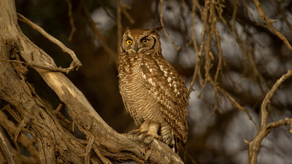 Spotted Eagle-Owl ( Bubo africanus) Kgalagadi Transfrontier Park, South Africa