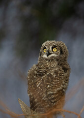 Spotted Eagle-Owl ( Bubo africanus) Kgalagadi Transfrontier Park, South Africa