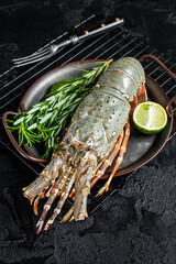 Cooking Spiny lobster or sea crayfish with herbs and spices. Black background. Top view
