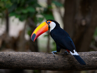 Toco Toucan perched on log,  closeup portrait in Pantanal, Brazil