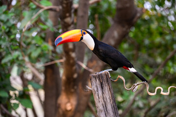 Toco Toucan perched on post,  closeup portrait on green background in Pantanal, Brazil