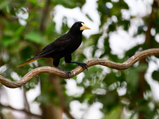 Crested Oropendola,  detail portrait of wild bird from Brazil. Birdwatching of South America