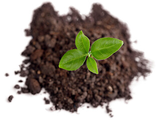 Green plant sprout in the ground soil