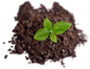 Green plant sprout in the ground soil