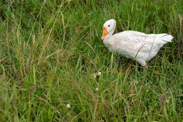 The geese in the fields are looking for food, the geese are white