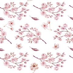 Watercolor Seamless Pattern with Sakura, Cherry Flowers on the white Background.