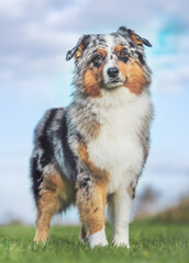 Australian shepherd dog