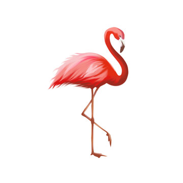 Flamand rose