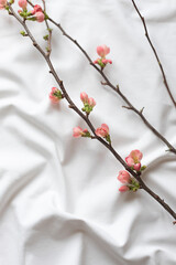 Spring blooming quince branch on the white sheets background. Copy space