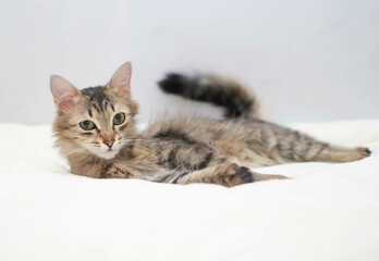 Portrait of gray striped cat lying in background in the studio. Space for copying text. The concept of pets