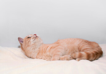 ute red kitten lies on furry white blanket and looks up. Adorable little pet close-up. Concept of favorite pets