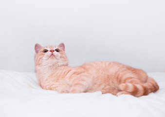 ute red kitten lies on furry white blanket and looks up. Adorable little pet close-up. Concept of favorite pets