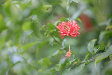 Blooming red hibiscus flower on green bokeh background. Copy space.