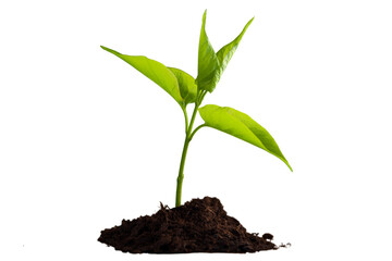 Green plant sprout in the ground soil