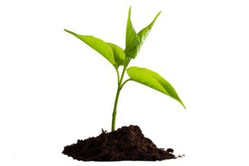 Green plant sprout in the ground soil