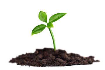 Green plant sprout in the ground soil