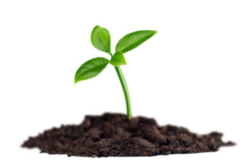 Green plant sprout in the ground soil