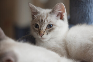 The cutest blue-eyed white kitten laying in her bed with her fluffy coat and playful personality.