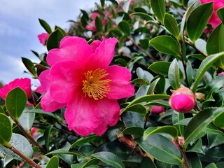 red camellia flowers blooming on camellia trees