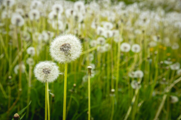 Beautiful nature background with white blowball dandelions. Blurry background.