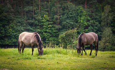 Naklejka na ściany i meble Polish horses grazing in Roztocze.