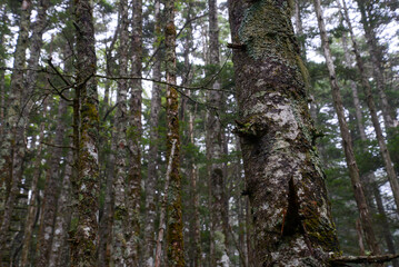 蓼科山の景色　霧に霞む針葉樹林