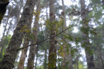 Fototapeta premium 蓼科山の景色 霧に霞む針葉樹林