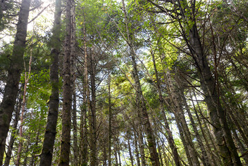 蓼科山の景色　霧に霞む針葉樹林
