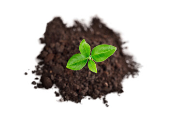 Green plant sprout in the ground soil