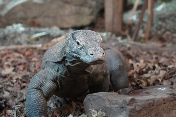 Komodo dragon