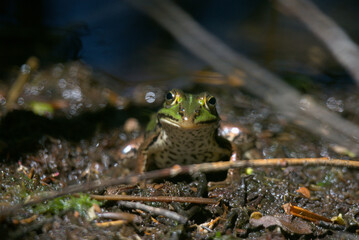 Grenouille verte (Pelophylax kl. esculentus) 