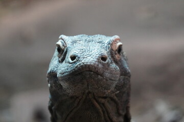 Komodo dragon