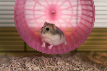 hamster on a pink wheel