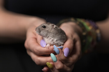 hands and hamster
