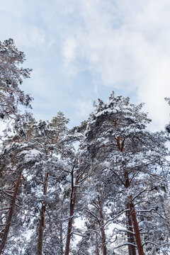 winter forest in the snow covered pines 