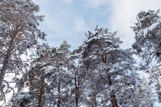winter forest in the snow covered pines 