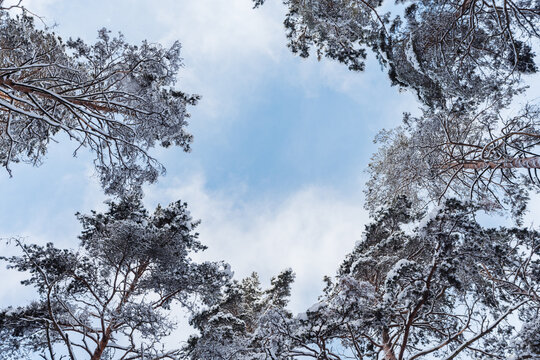 winter forest in the snow covered pines 